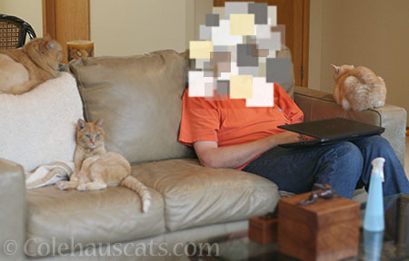 Working with Dad - © Colehauscats.com