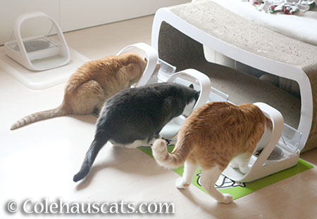 Colehaus Cat dinner x 3 - © Colehauscats.com