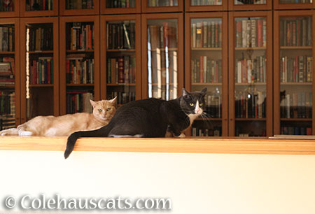 Library Cats Miss Newton and Tessa - © Colehauscats.com