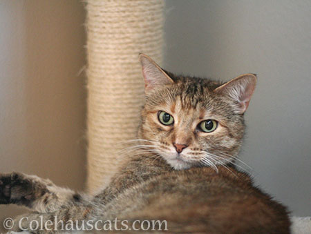 Ruby says, "What?" - © Colehauscats.com
