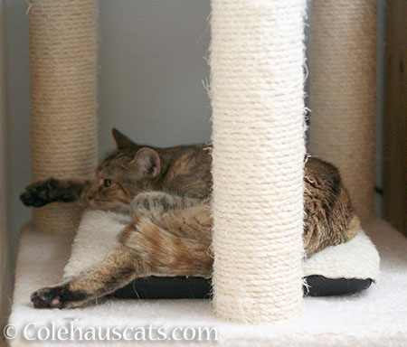 Ruby still loves her tower - © Colehauscats.com