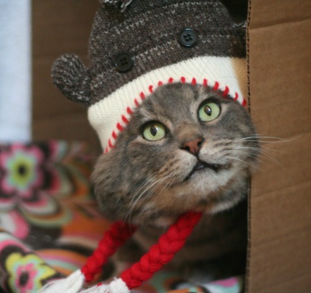 Pretty Boy Mac discovers Christmas sometimes comes with a sock monkey hat - © Colehauscats.com