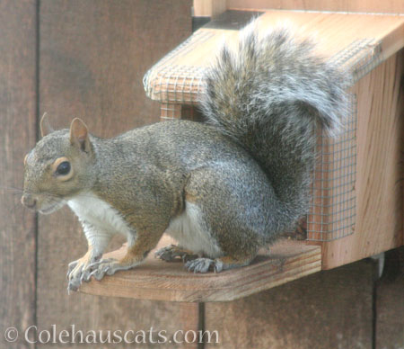 One happy squirrel - © Colehauscats.com