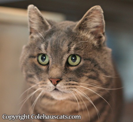 Pretty Boy Mac gets a home - © Colehauscats.com