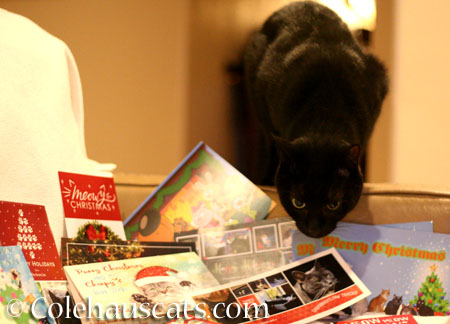 Olivia supervises the cards - © Colehauscats.com