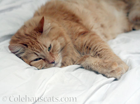 Pia naps - © Colehauscats.com