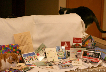 Quint and Tessa and the card haul - © Colehauscats.com