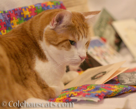 Quint enjoys a beautiful card - © Colehauscats.com