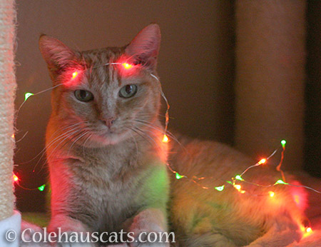 Sunny's excited for Christmas. Can't you tell? - © Colehauscats.com