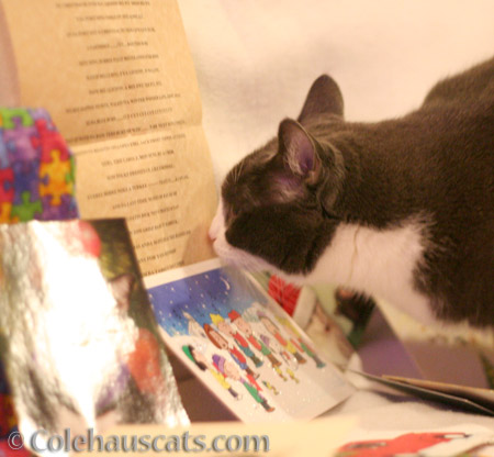 Tessa is attracted to the Burd story - © Colehauscats.com
