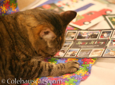 Tessa is attracted to the Burd story - © Colehauscats.com