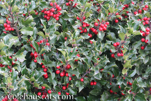 Extra berries on the holly this year - © Colehauscats.com