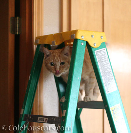 This ladder needs a cat - © Colehauscats.com