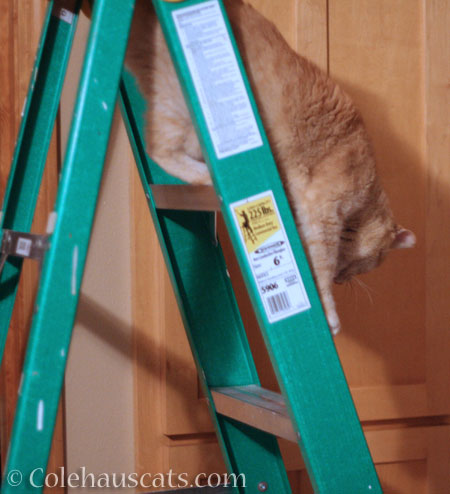 That ladder does NOT need a cat - © Colehauscats.com