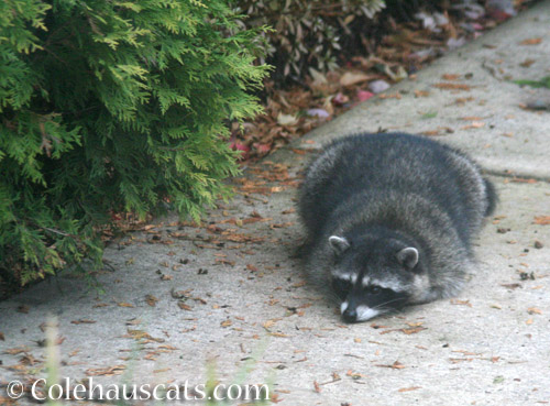 Last raccoon pouting - © Colehauscats.com