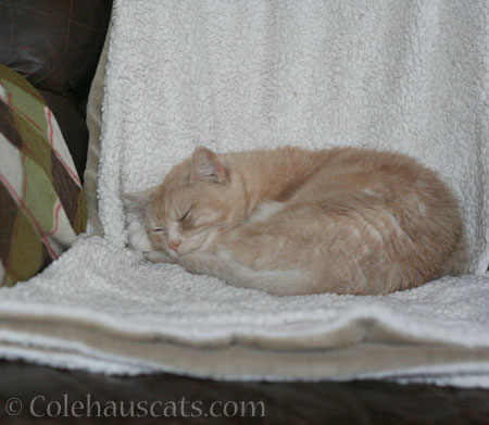 Napping Newton - © Colehauscats.com