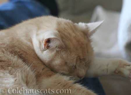 Still napping - © Colehauscats.com