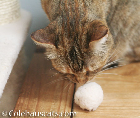 Not my puff - © Colehauscats.com