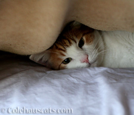 Quint loves blanket forts - © Colehauscats.com