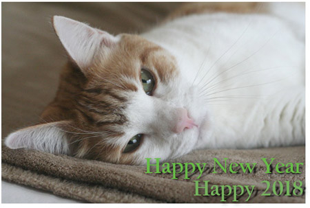 Happy 2018 - © Colehauscats.com