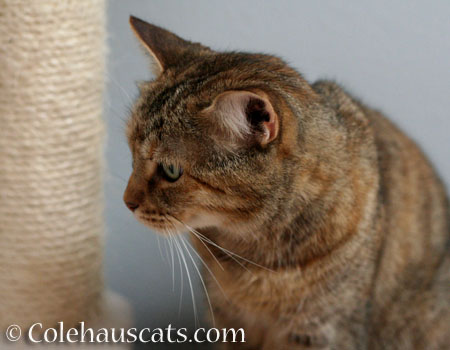 Ruby's cheek stripe - © Colehauscats.com