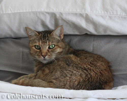 Ruby's morning pillow spot - © Colehauscats.com