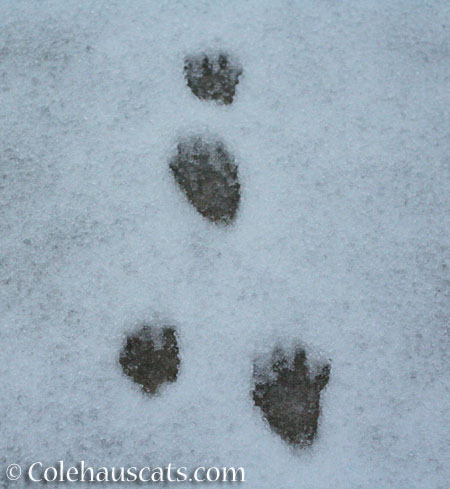 Snowprints - © Colehauscats.com