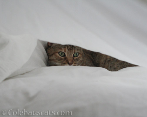 Snuggled Ruby - © Colehauscats.com