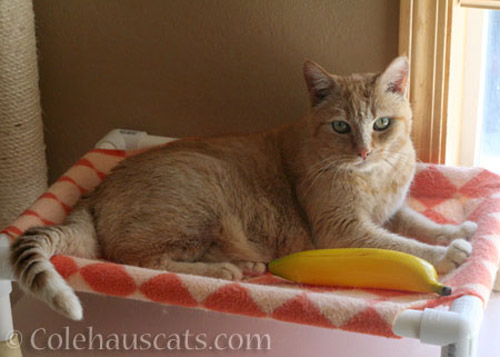 Sunny. Banana for size - © Colehauscats.com