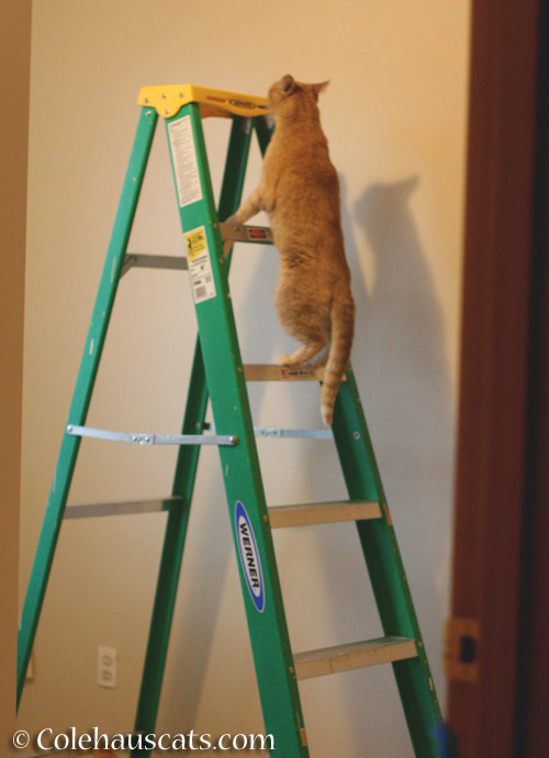 Ladder inspector Sunny - © Colehauscats.com