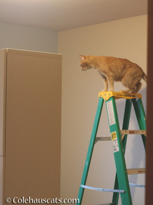Ladder inspector Sunny on the job - © Colehauscats.com