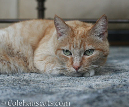 Sunny on Blue Rug - © Colehauscats.com