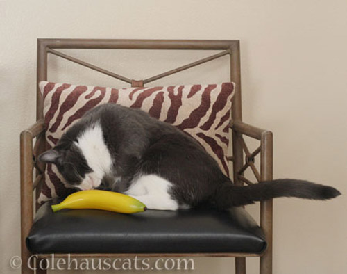 Tessa with banana, for size - © Colehauscats.com
