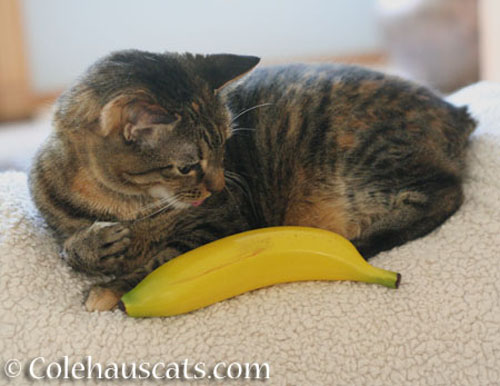 Viola and banana for size - © Colehauscats.com