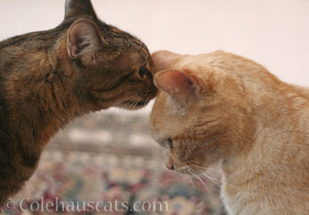 Viola and Sunny - © Colehauscats.com