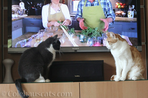 Tessa and Quint picking up recipe tips - © Colehauscats.com