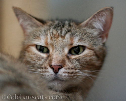 Ruby watches for room intruders - © Colehauscats.com