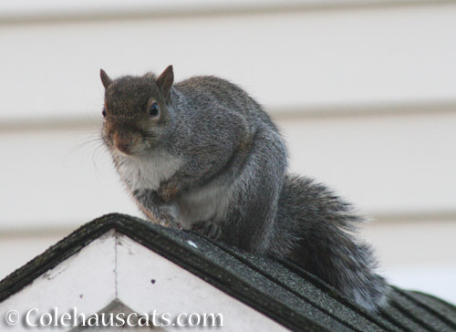 Chilly, fat squirrel - © Colehauscats.com