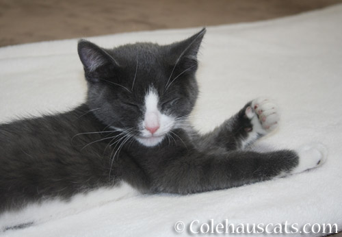 Baby Tessa with her Secret Stripes, 2012 - © Colehauscats.com