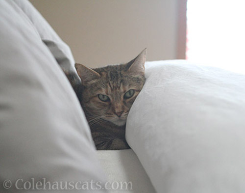 Morning snuggler Ruby - © Colehauscats.com