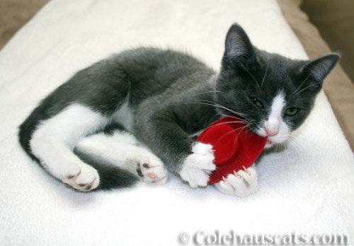 This cat ate the hat, 2012 - © Colehauscats.com
