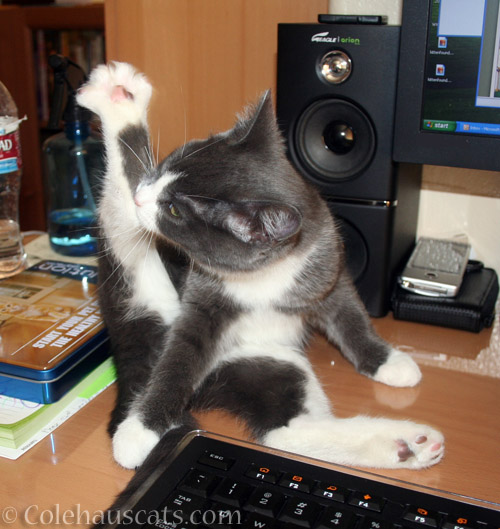 Kitten yoga, Tessa-style, 2012 - © Colehauscats.com