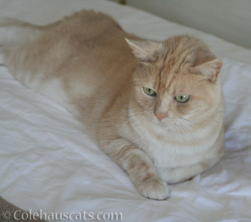 Sweet Miss Newton - © Colehauscats.com