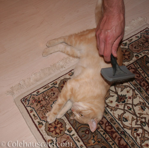 Bedtime Brushies for all - © Colehauscats.com