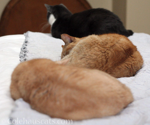 Miss Newton, Sunny, and Tessa don't snuggle - © Colehauscats.com
