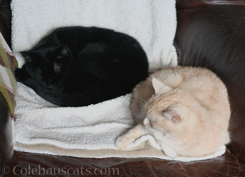 Olivia and Miss Newton sort of snuggle - © Colehauscats.com