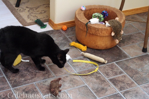 Packing strap toy? - © Colehauscats.com