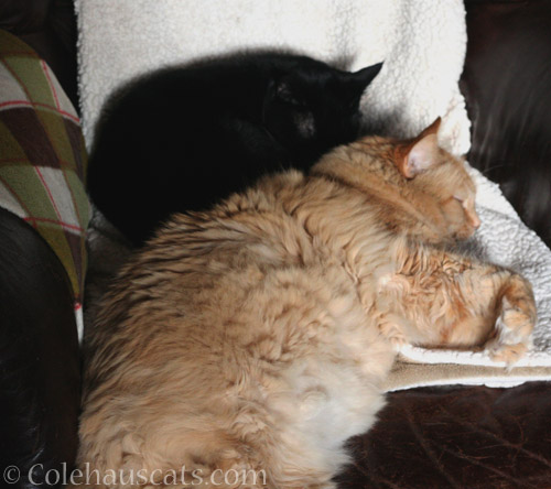 Pia and Olivia snuggle - © Colehauscats.com