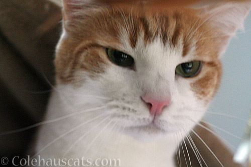 Concerned Quint - © Colehauscats.com