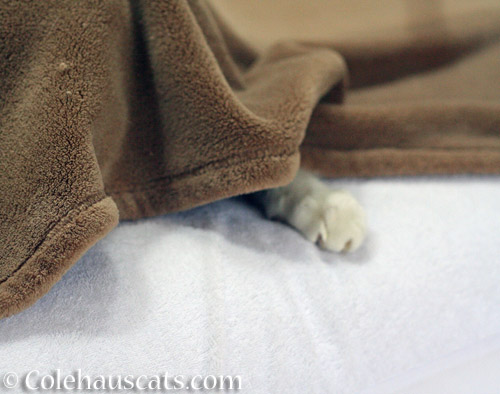 Quint under his blanket - © Colehauscats.com